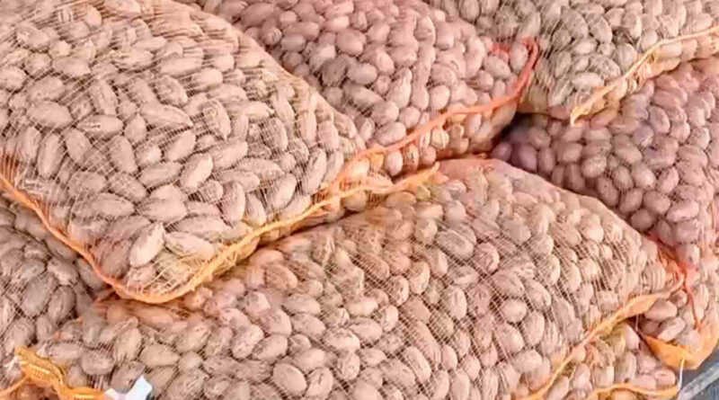 Nuez Pecán, Catamarca