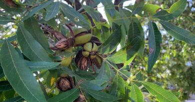 Nuez Pecán, Catamarca