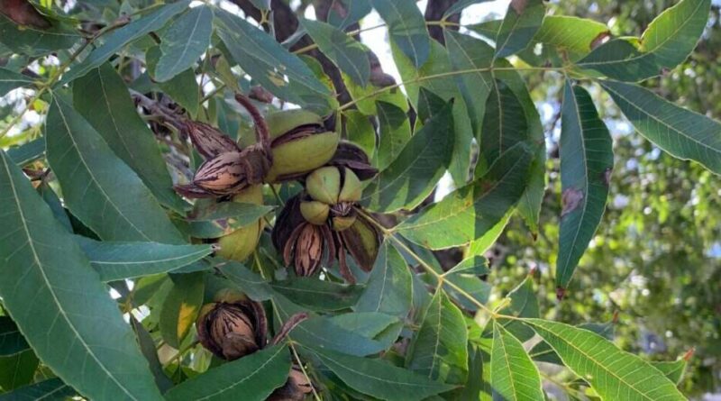 Nuez Pecán, Catamarca