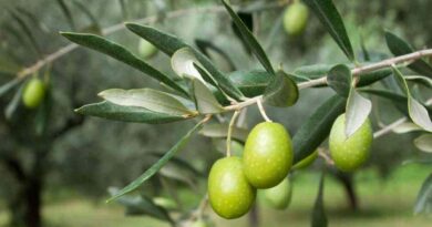 Olivo