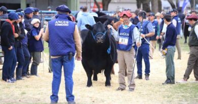 Semana Angus, Cañuelas