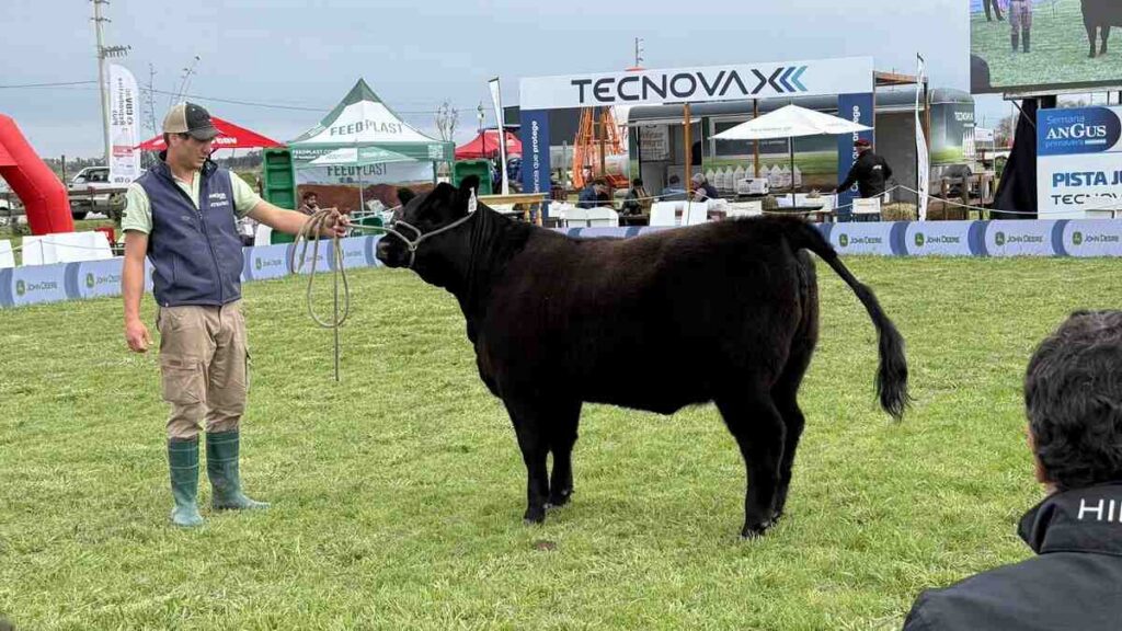 Semana Angus, Cañuelas, Remates, Ganadería
