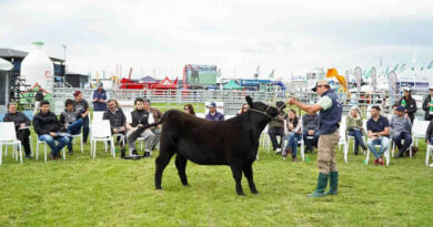 Semana Angus de Primavera, Cañuelas, Ganadería