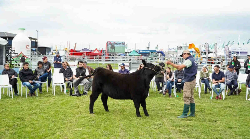 Semana Angus de Primavera, Cañuelas, Ganadería
