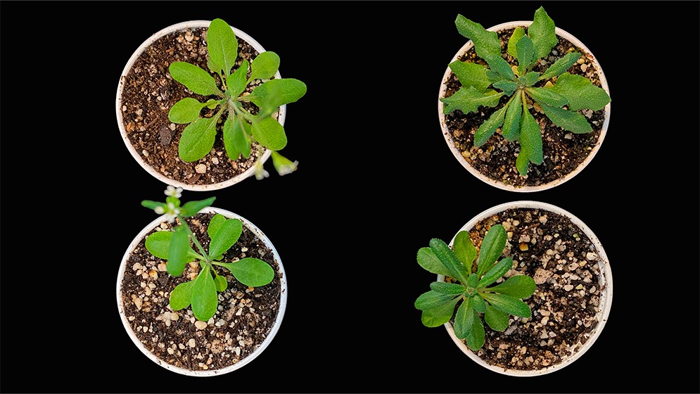 Sorgo, Hongo, Conicet