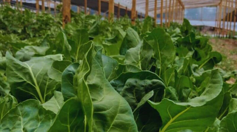 abonos líquidos fermentados, INTA, cultivos, agricultura