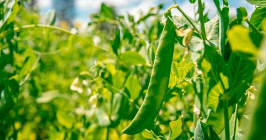arveja, cultivo