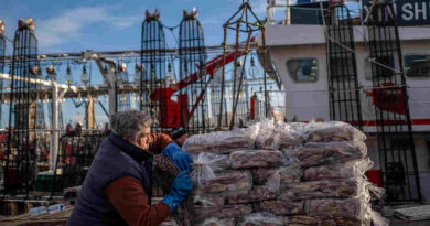 Calamar, Pesca, Barco