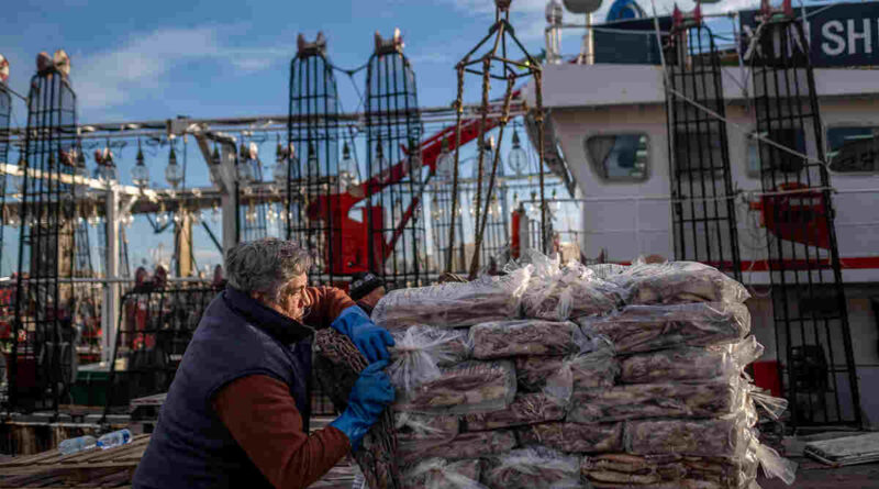 Calamar, Pesca, Barco