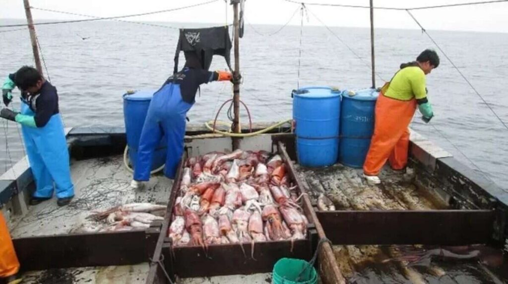Calamar, Pesca