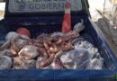 Carne, Mal Estado, Mendoza
