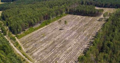 Deforestación, Entre Ríos