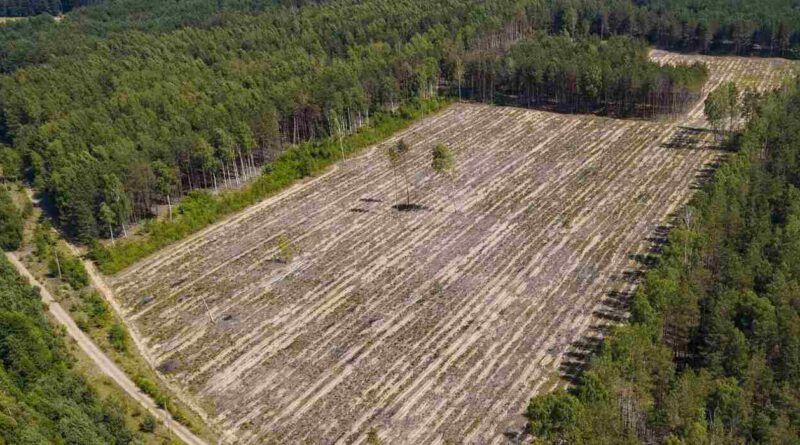 Deforestación, Entre Ríos