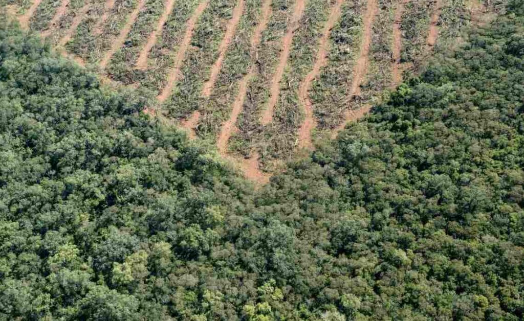 Deforestación, Entre Ríos