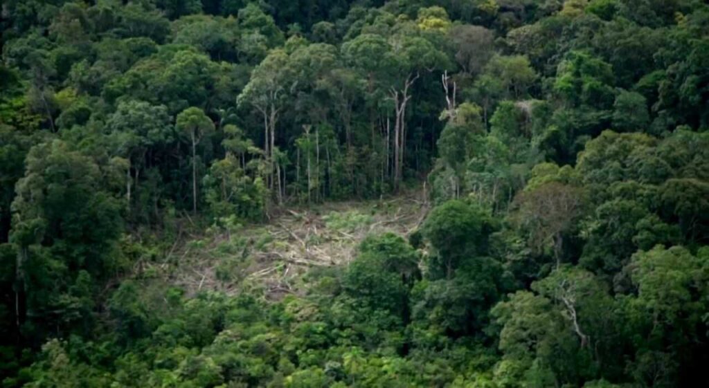 deforestación