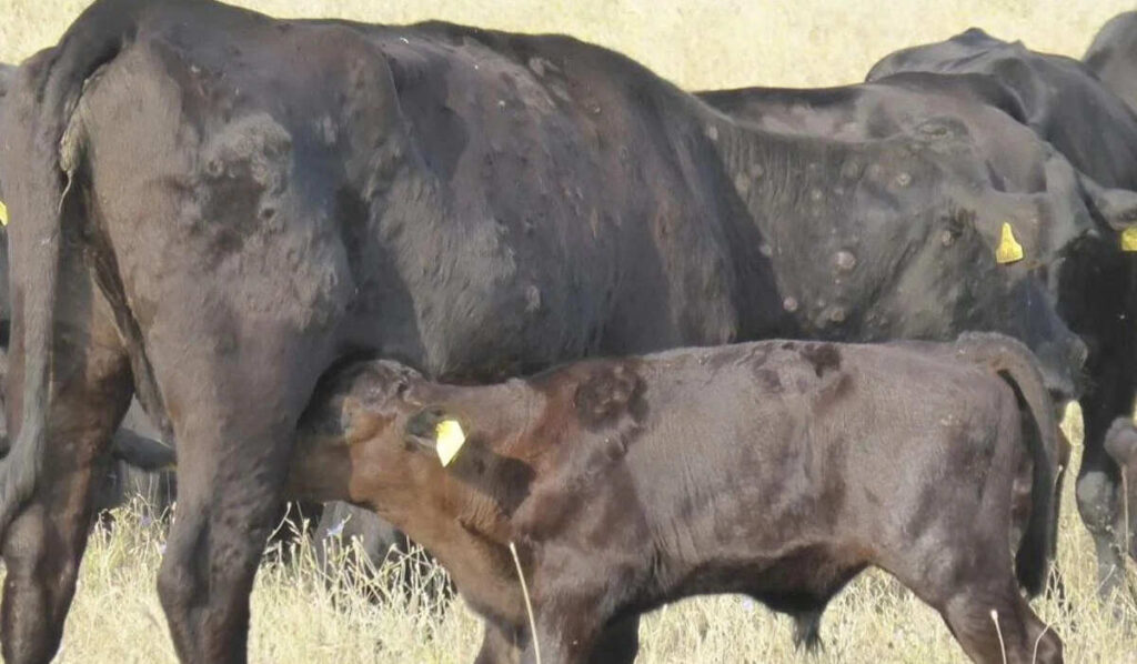 dermatosis, España, Francia, exportaciones de bovinos