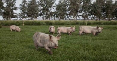 enfermedades animales, SENASA