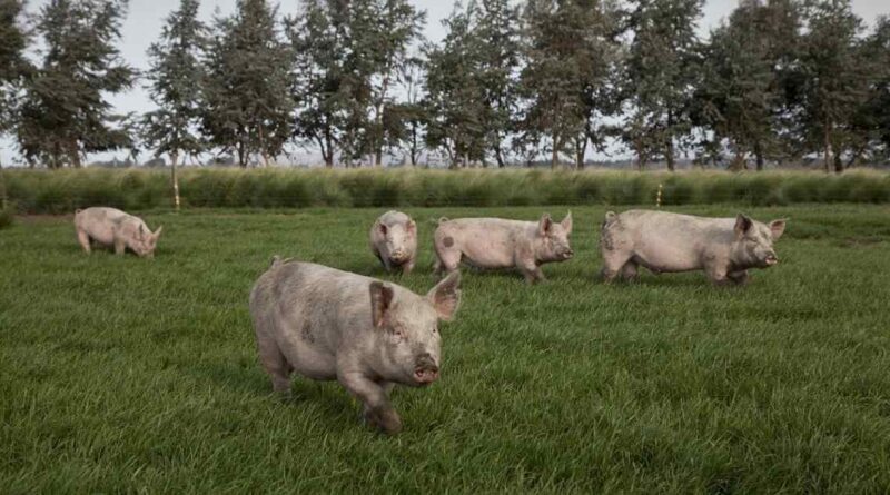 enfermedades animales, SENASA