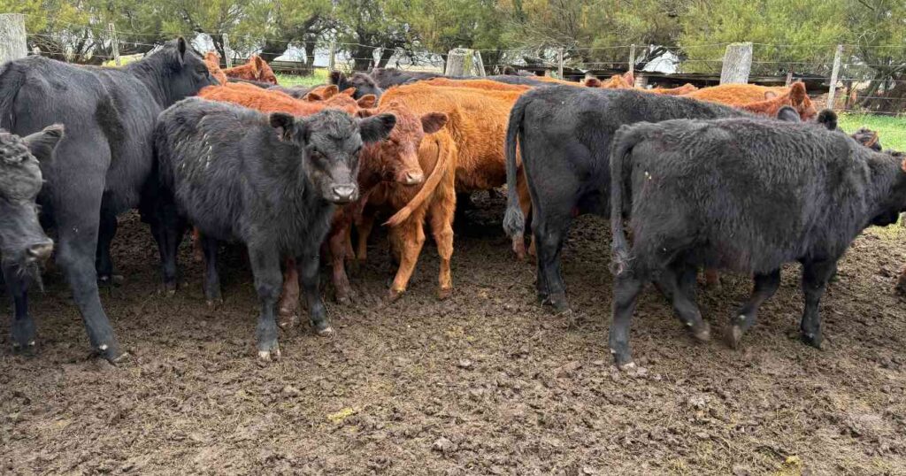 Ganadería, invernada, cría