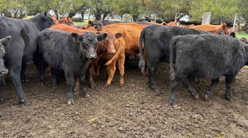 Ganadería, invernada, cría