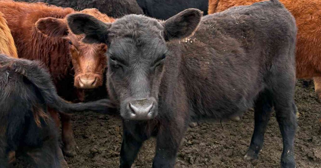 Ganadería, invernada, cría