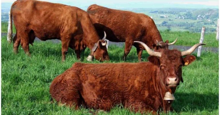 Ganadería, raza, salers