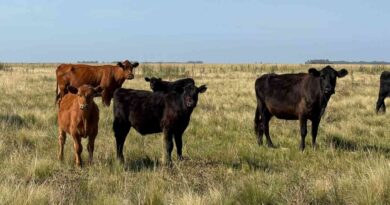 Ganadería, invernada, cría