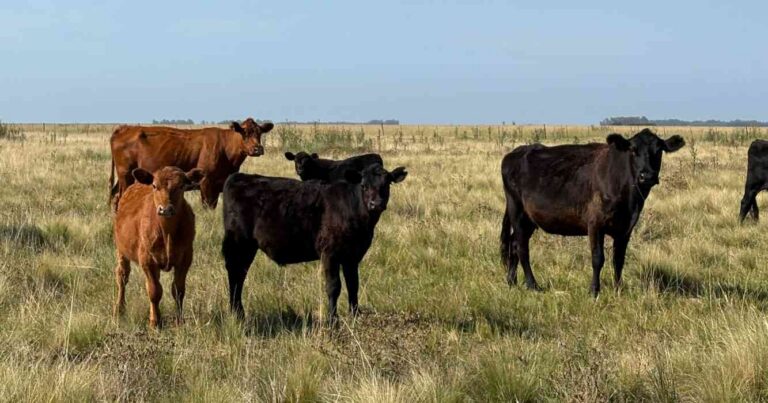 Ganadería, invernada, cría, parásitos en bovinos