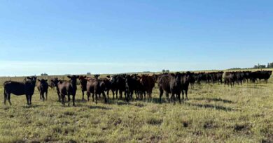 Ganadería, invernada, cría