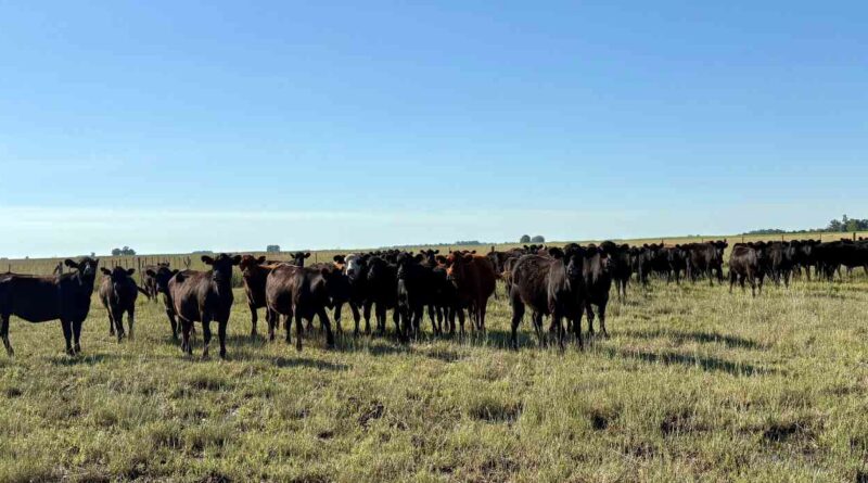 Ganadería, invernada, cría