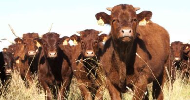 Ganadería, raza, salers