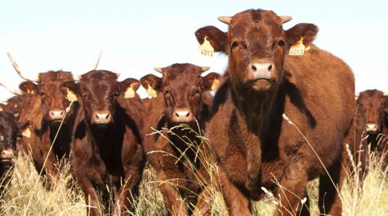 Ganadería, raza, salers