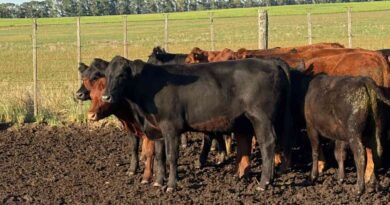 Ganadería, invernada, cría