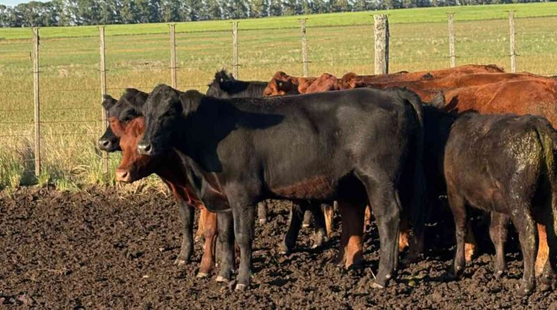 Ganadería, invernada, cría