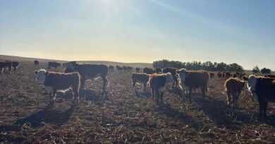Ganadería, invernada, cría