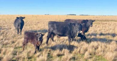 Ganadería, invernada, cría, IPCVA