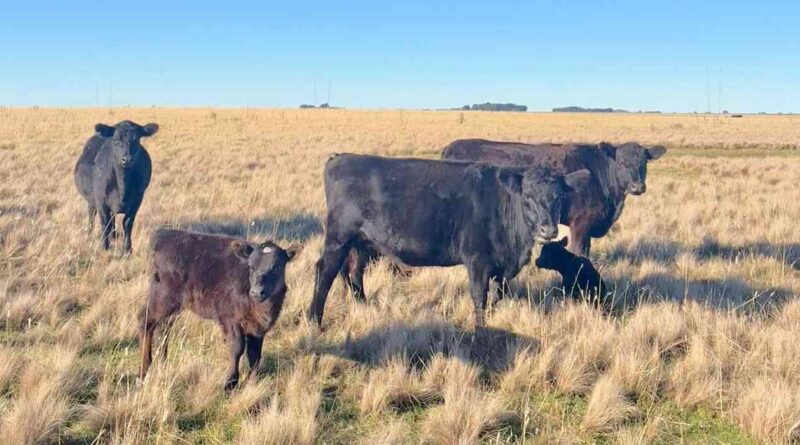 Ganadería, invernada, cría, IPCVA