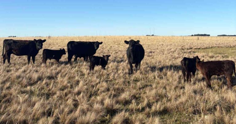 Ganadería, invernada, cría