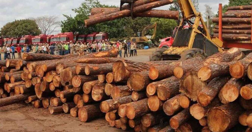 Estados Unidos, madera, exportacion