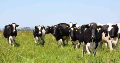 Holando, tambos, ganadería