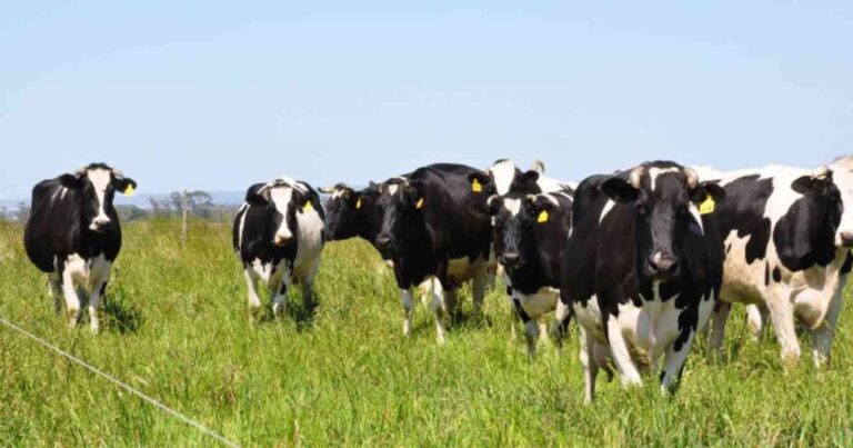 Holando, tambos, ganadería