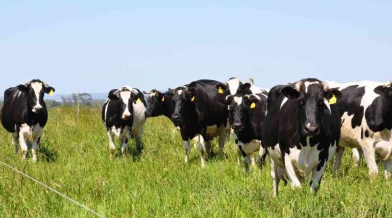 Holando, tambos, ganadería