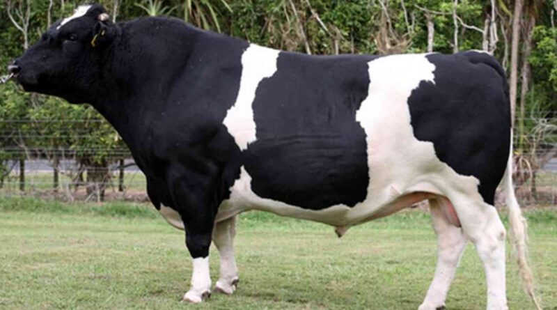 Holando, tambos, Países Bajos