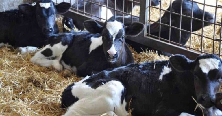 Holando, tambos, lechería