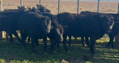 Ganadería, invernada, cría