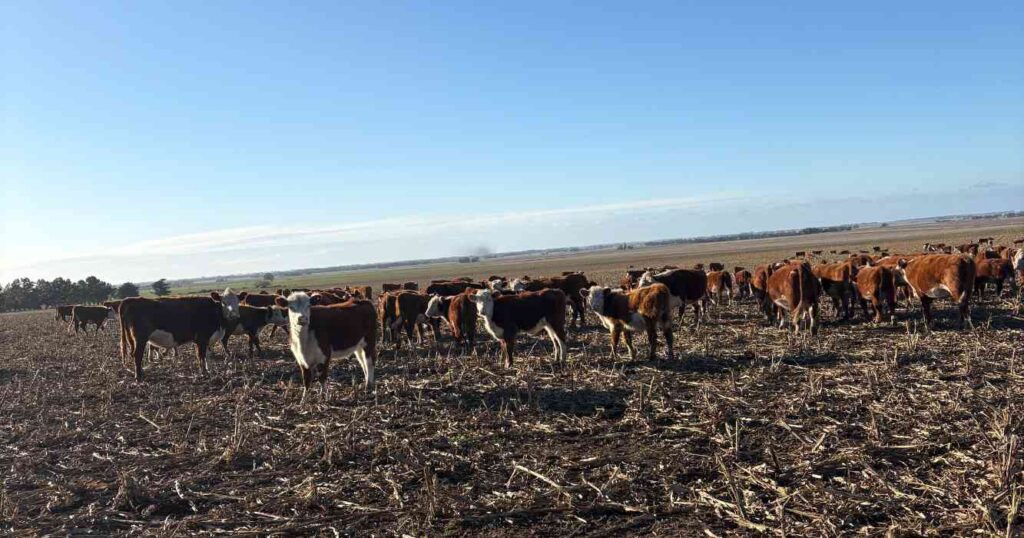 Ganadería, invernada, cría, RIMI