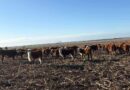 Ganadería, invernada, cría, RIMI