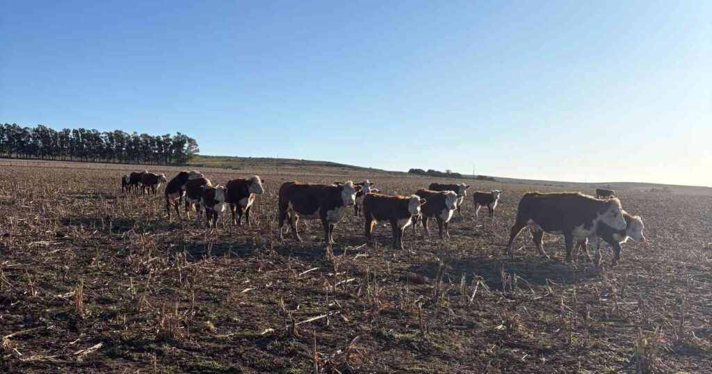 Ganadería, invernada, cría