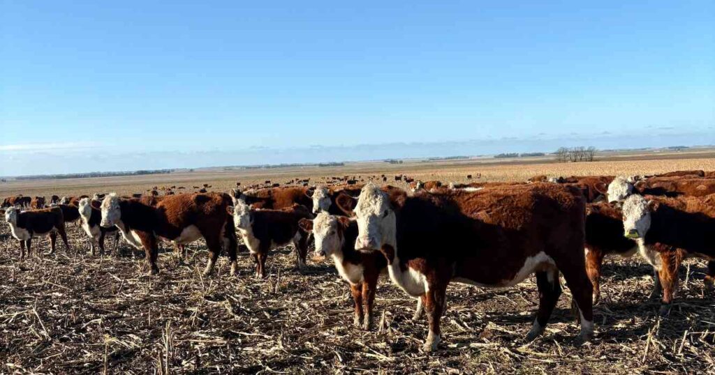 Ganadería, invernada, cría