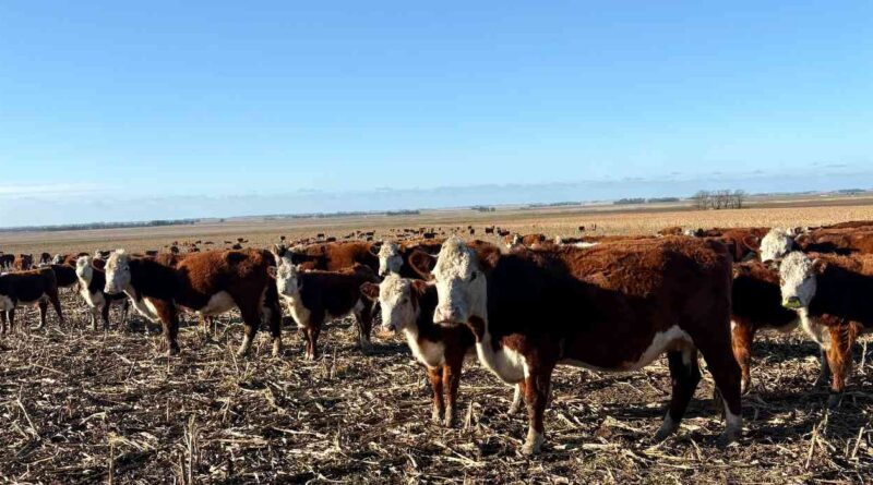 Ganadería, invernada, cría